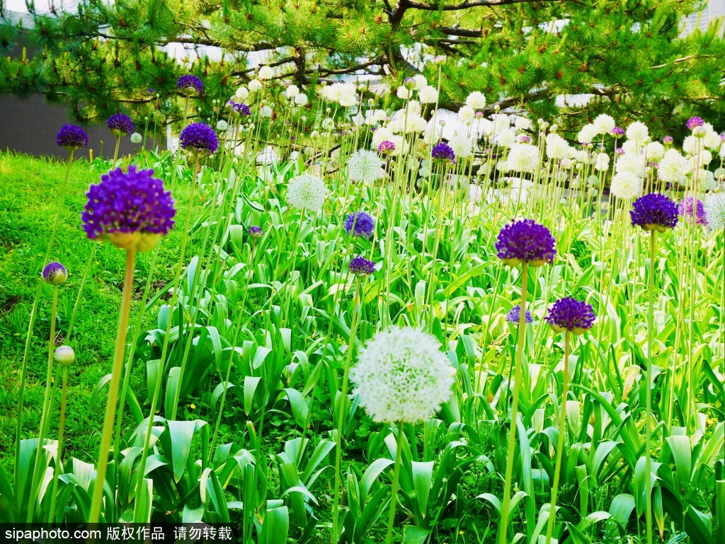 初夏时节赏紫竹院公园顶流大花葱