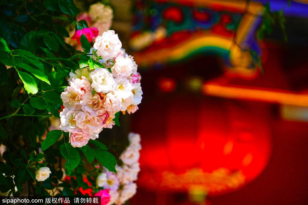 寿比胡同蔷薇花盛开