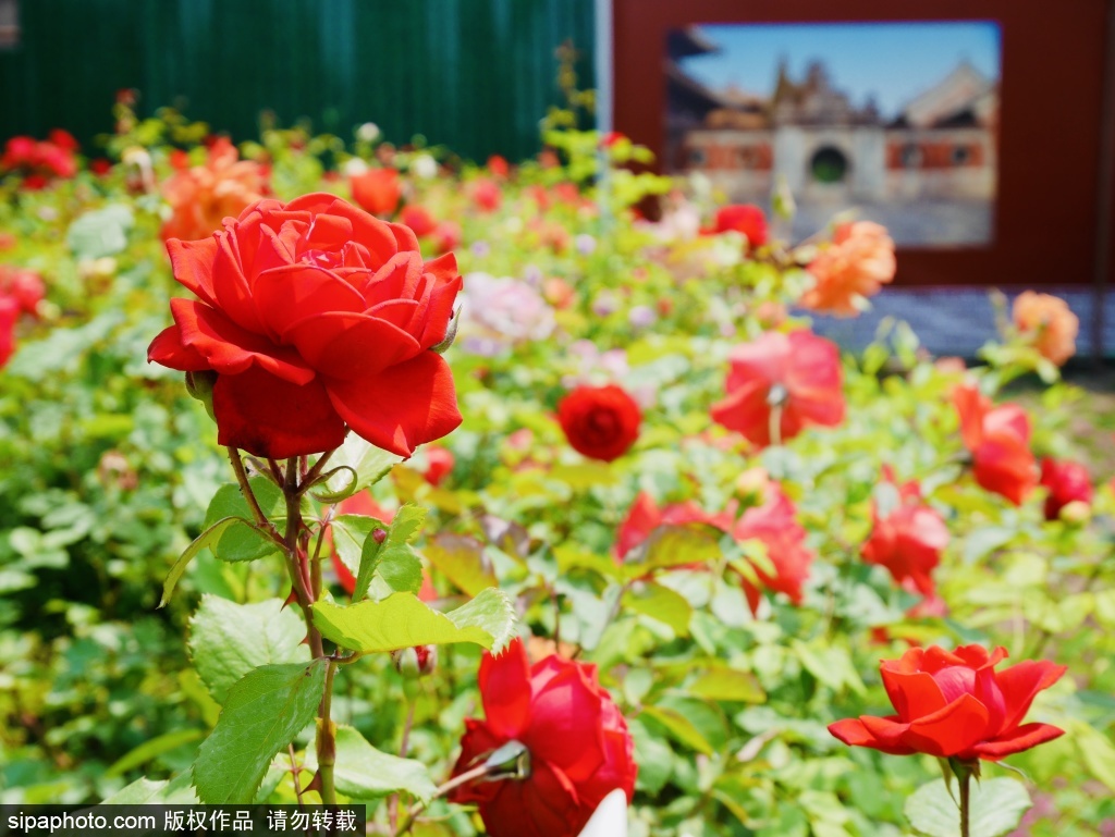 万寿寺后花园多彩花卉绽放