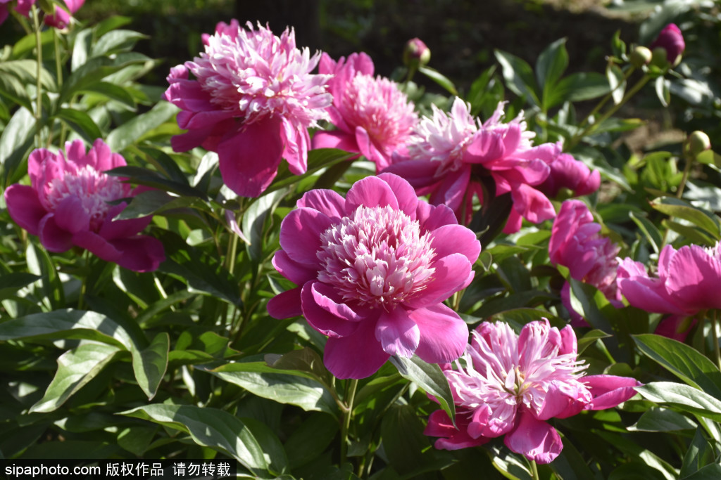 美爆！京城“五月花神”已进最佳观赏期