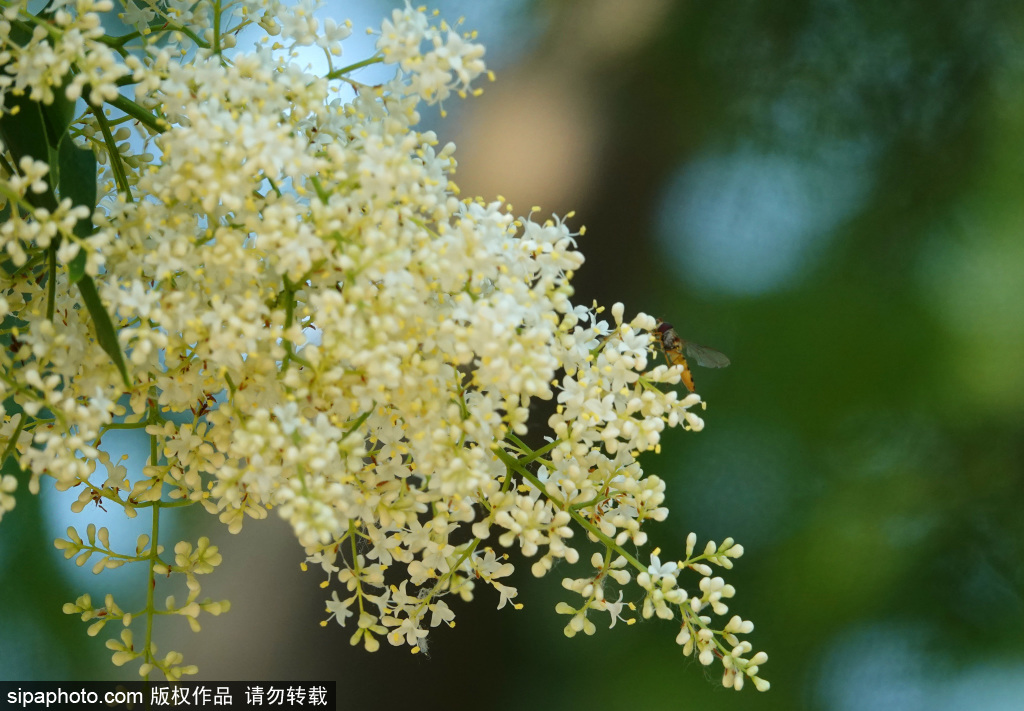 玉渊潭公园暴马丁香盛开，香气扑鼻惹人醉