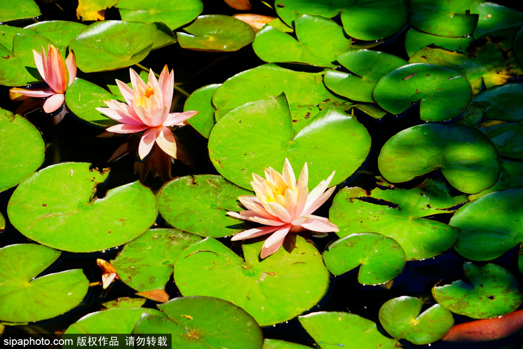 夏季清凉秘境 三里河公园景色宜人
