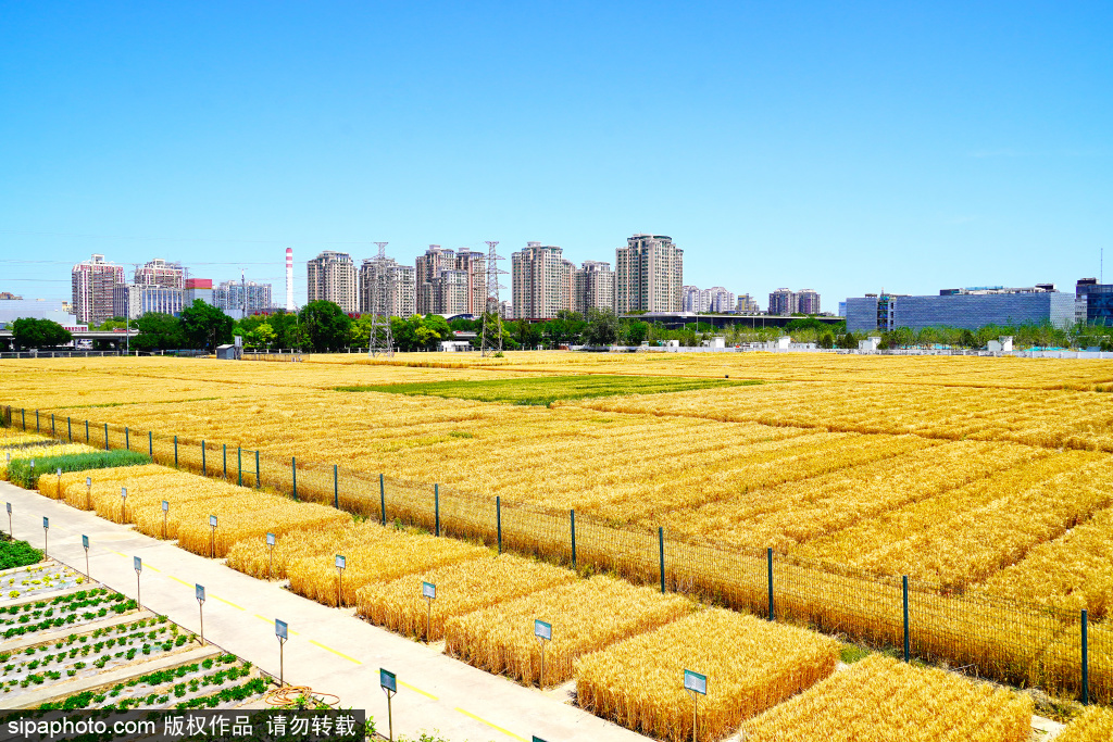 “最贵麦田”金光灿灿收获在望，构成独特的城市田园景观