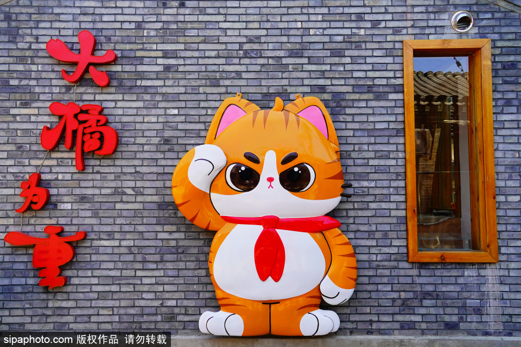 胡同内的猫咖阅读空间