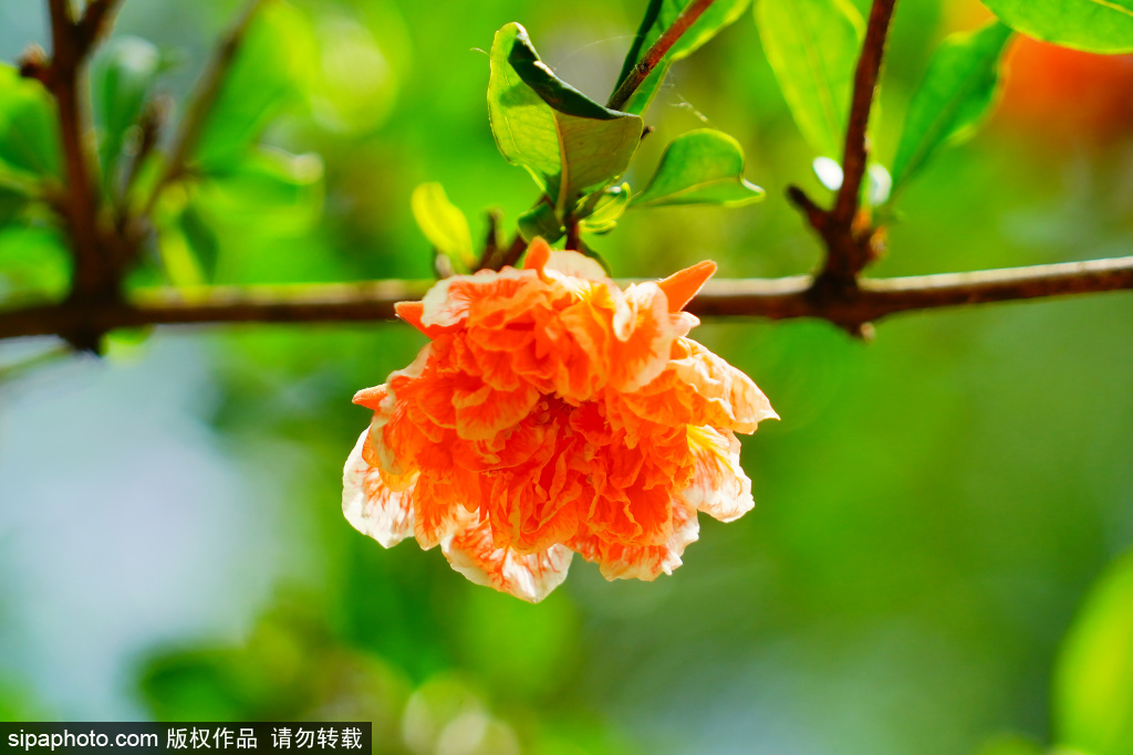 莲花池公园玛瑙石榴花开，唱响夏日火红乐章