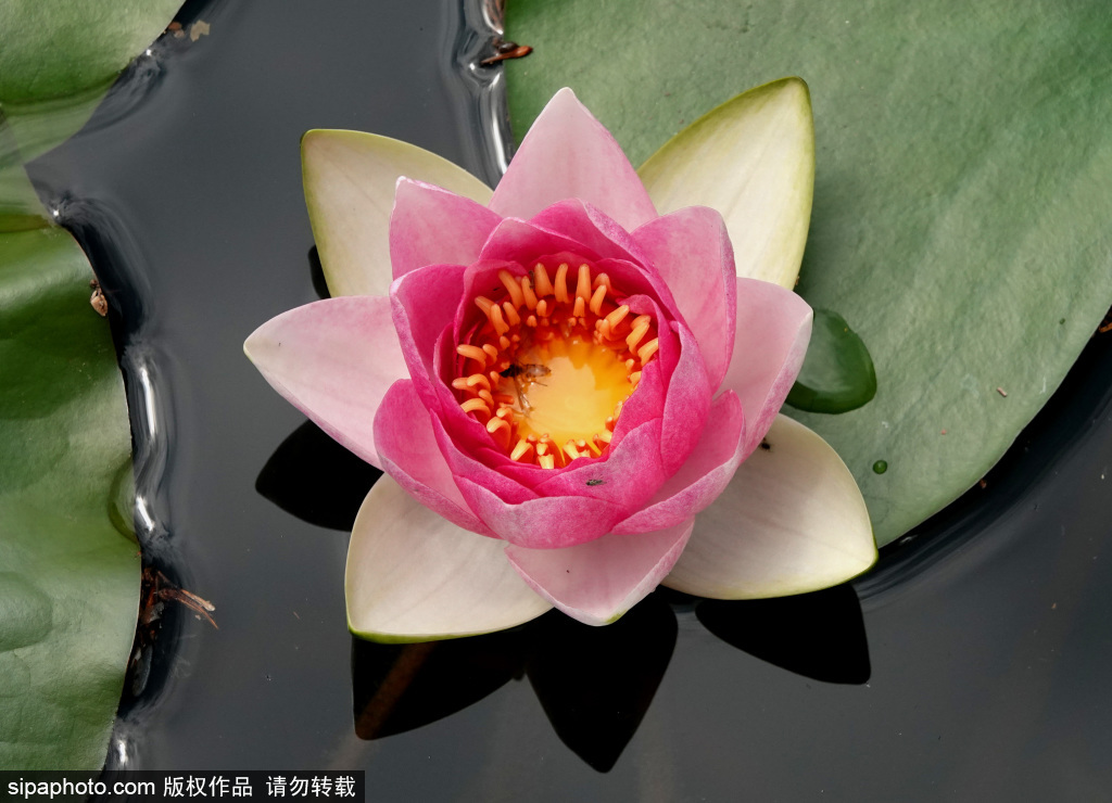 盛夏时节各大公园睡莲盛开，争奇斗艳惹人醉