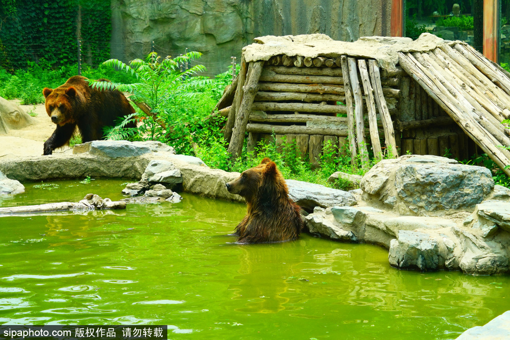 炎炎夏日 北京动物园棕熊泡澡享受清凉