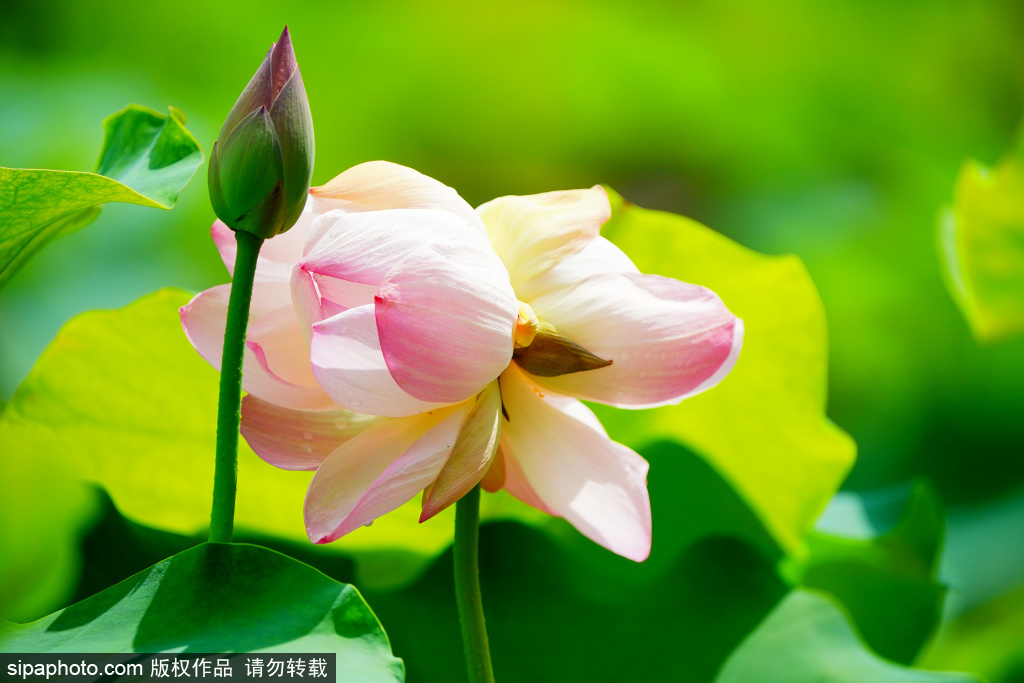 莲花池公园并蒂莲绽放 被视为“好事成双”的吉祥象征