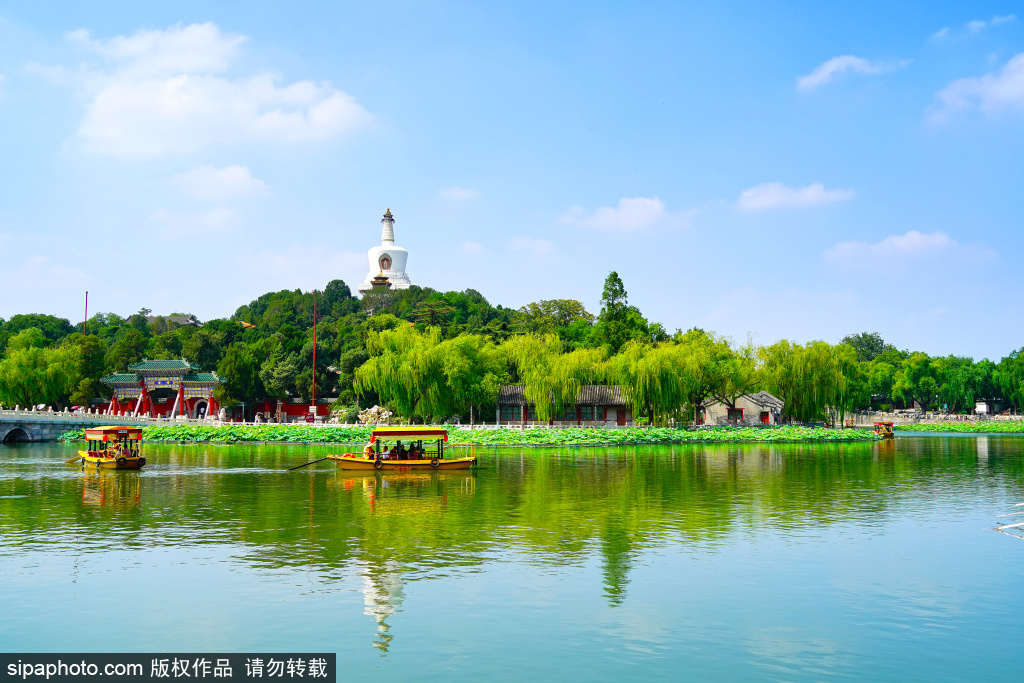 北海公园荷花盛开，蓝天白云下定格夏日最美芳华