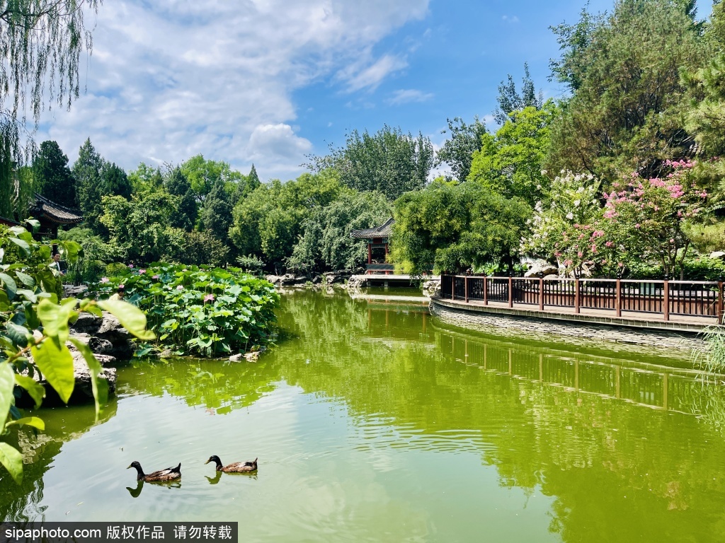 宣武艺园夏日限定美景