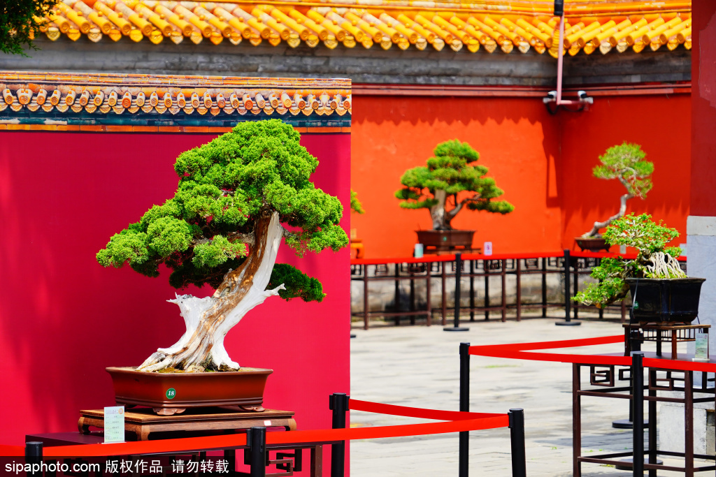 京津冀盆景展亮相景山公园，展现中国园林艺术独特魅力