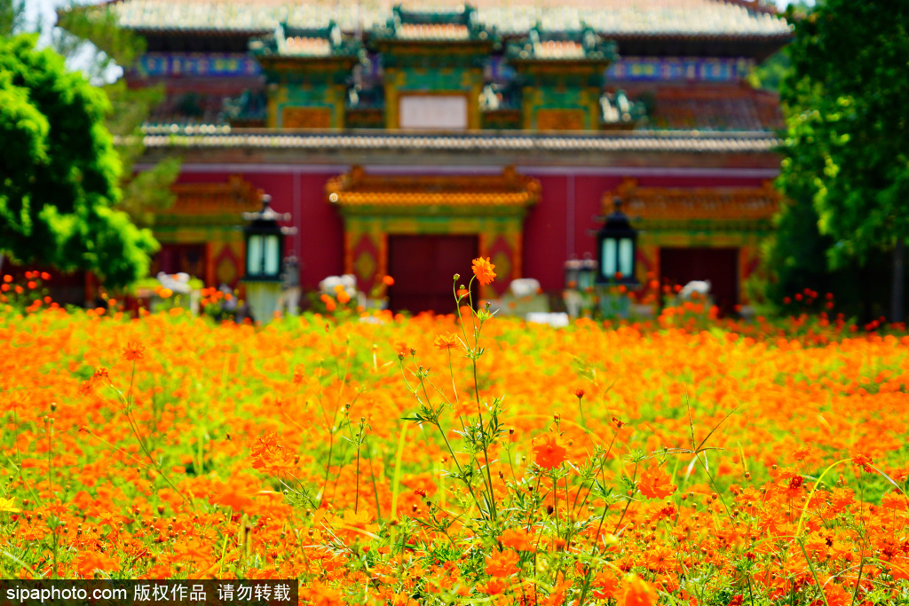北海公园硫华菊进入盛花期 橘色花海与古建筑交相辉映