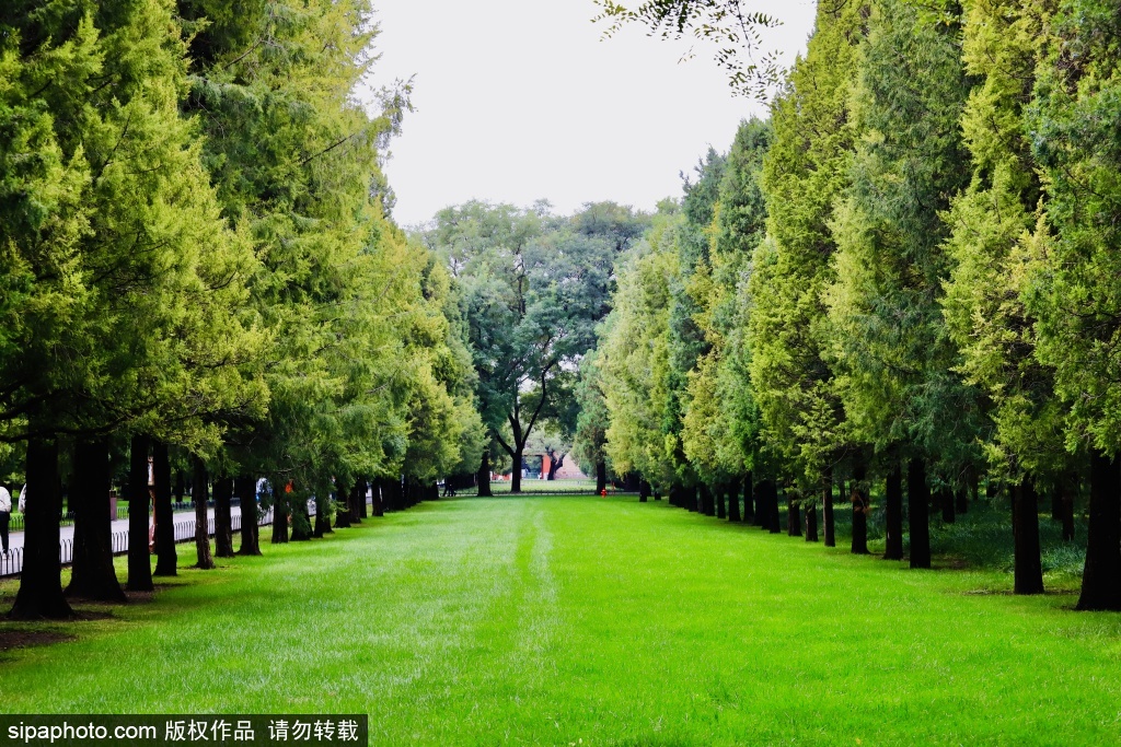 天坛公园三角梅领衔盛放感受秋日绚烂