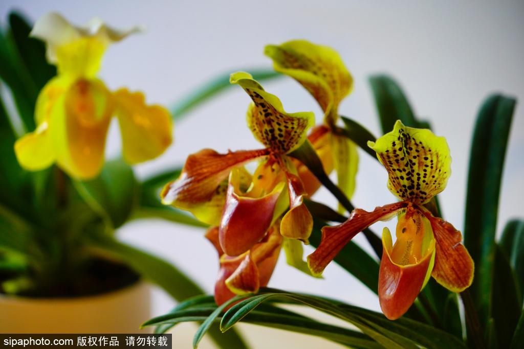 颐和园畅观堂“花开北京·2025兰花展”