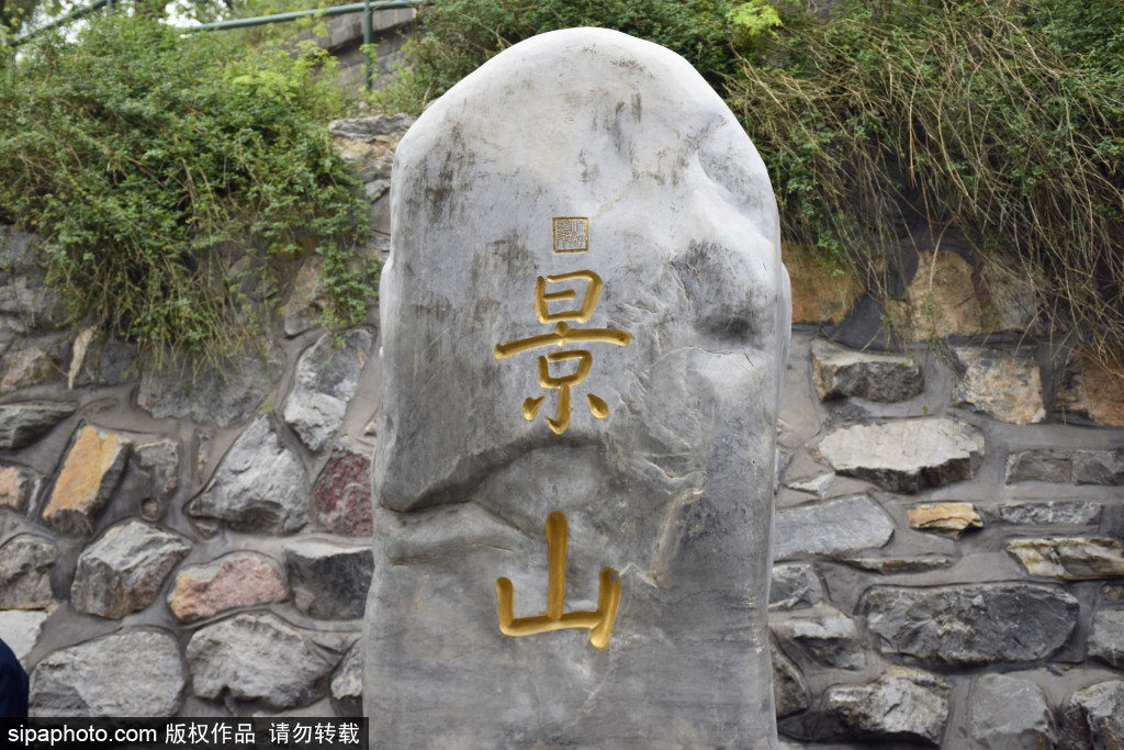 景山公园唐槐树龄至少已达千岁