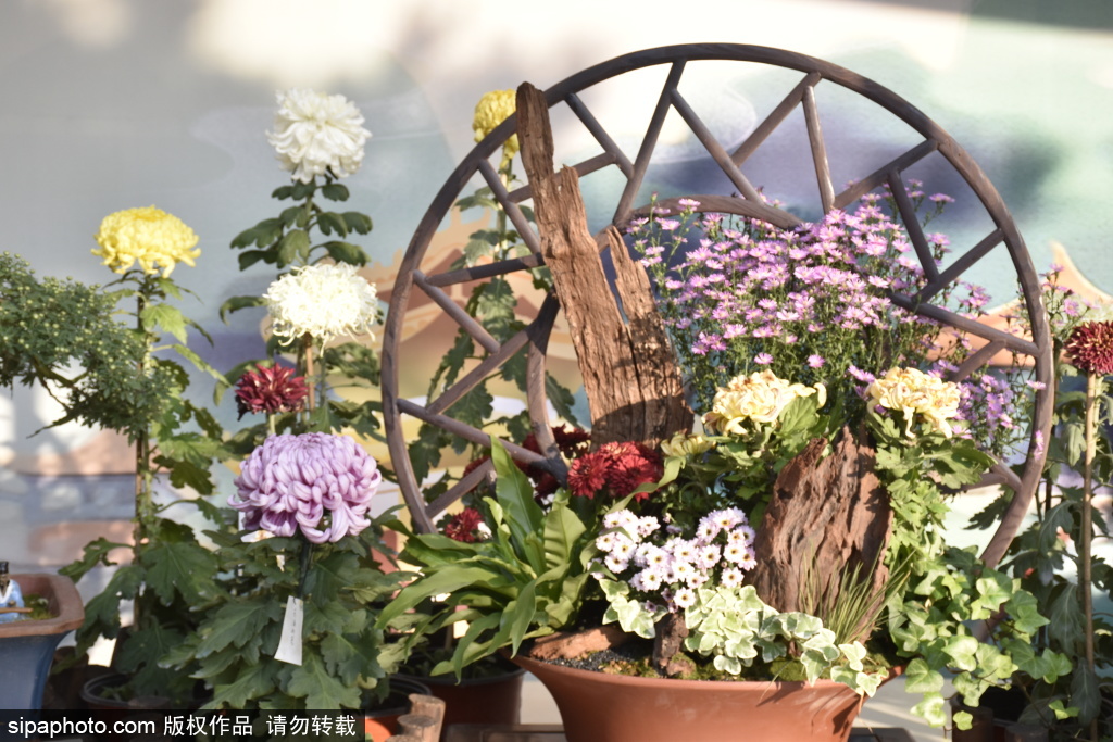 陶然亭公园第三届菊花文化节