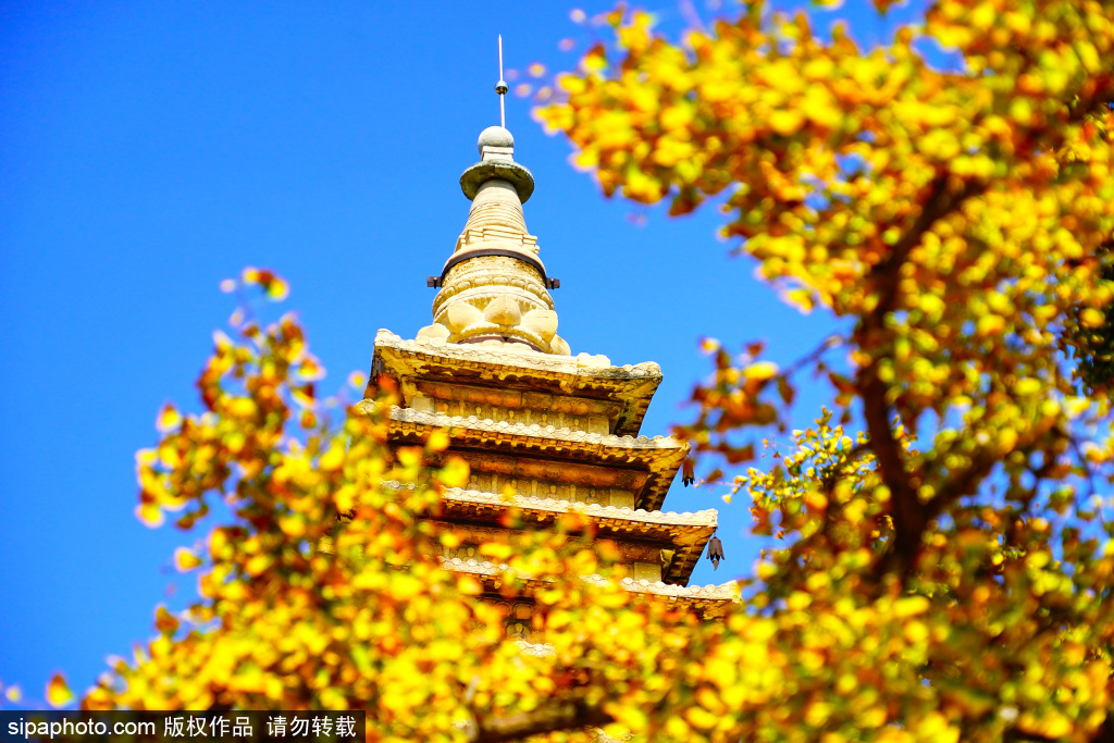 五塔寺现“一半夏天一半秋天”景色