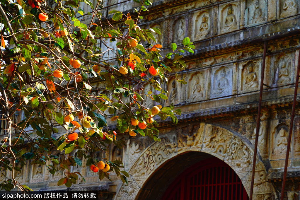 五塔寺柿子树硕果累累，与金色银杏叶同框美景如画