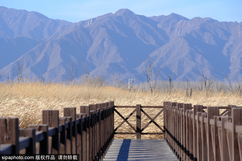 北京野鸭湖：冰封湖面芦苇黄， 一片北国好风光
