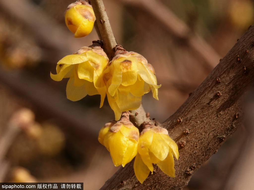 玉渊潭公园蜡梅绽放惹人醉