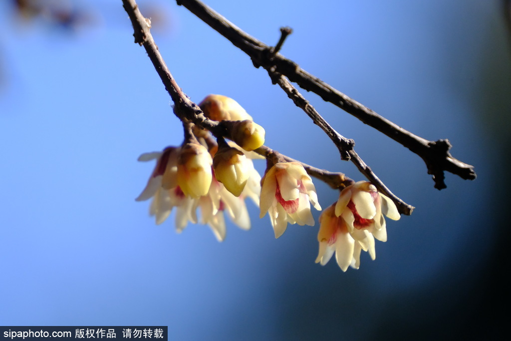 颐和园蜡梅开