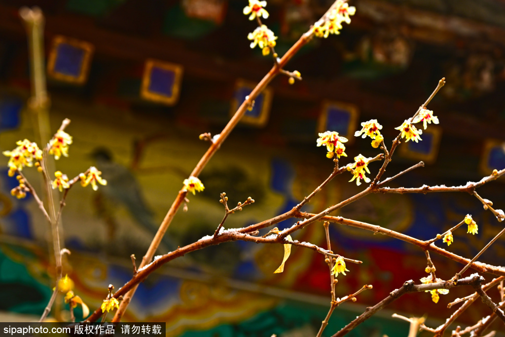 大观园“红心蜡梅”雪中悄然绽放