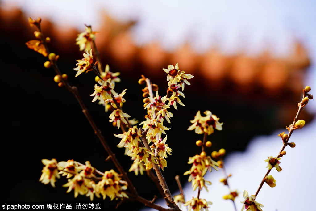 景山公园蜡梅迎来盛花期
