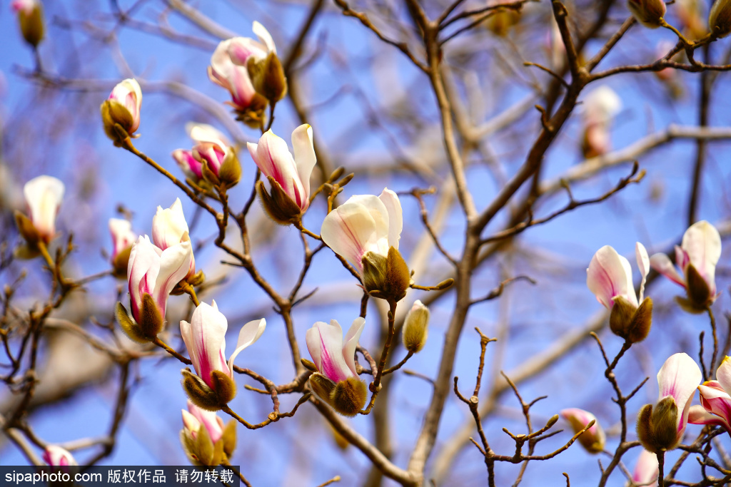 国家大剧院玉兰花悄然绽放