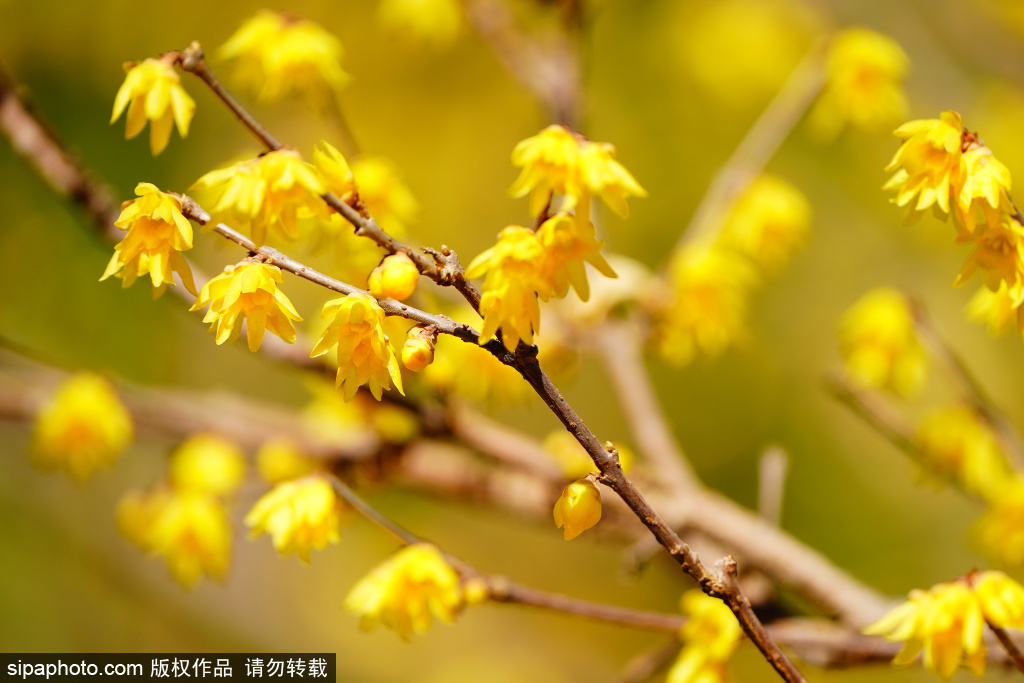 首都宾馆外蜡梅盛放，满树金黄美不胜收