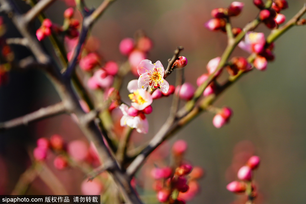 护城河畔梅花绽放