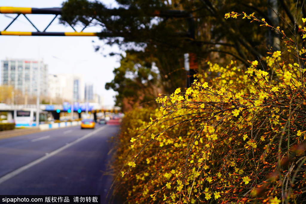 迎春花缀满枝头，为城市披上早春新装