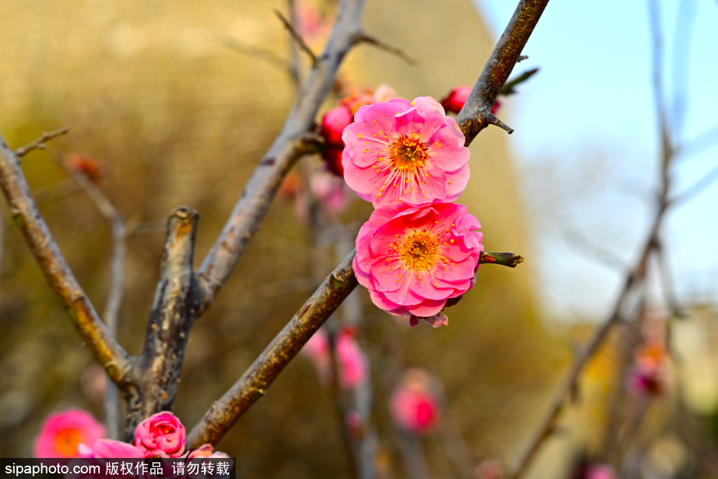 明城墙遗址公园梅花竞相绽放
