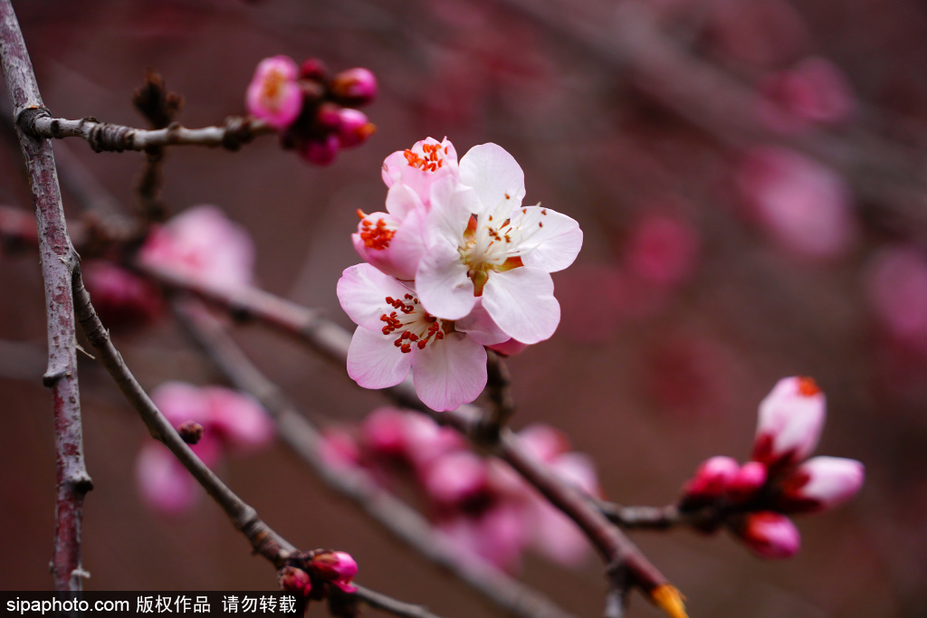 十里堡桃花悄然绽放