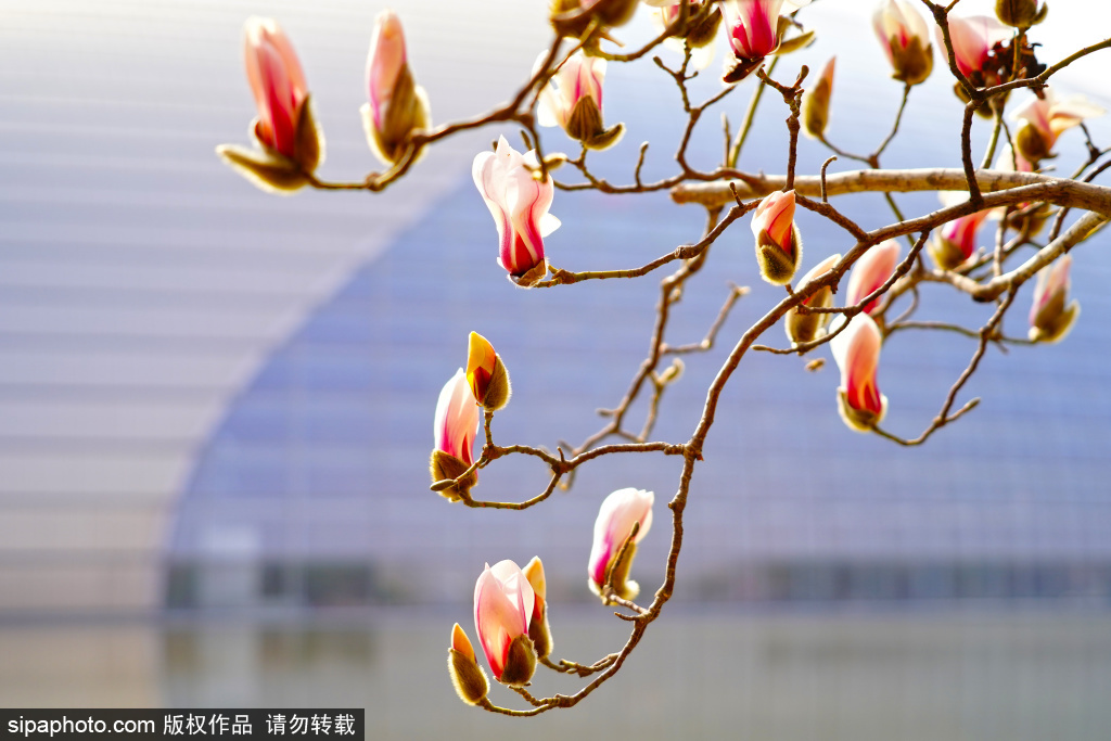 国家大剧院旁玉兰唯美绽放