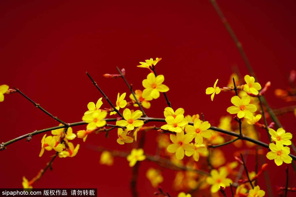 街头迎春花盛开，与红墙灰瓦同框美不胜收