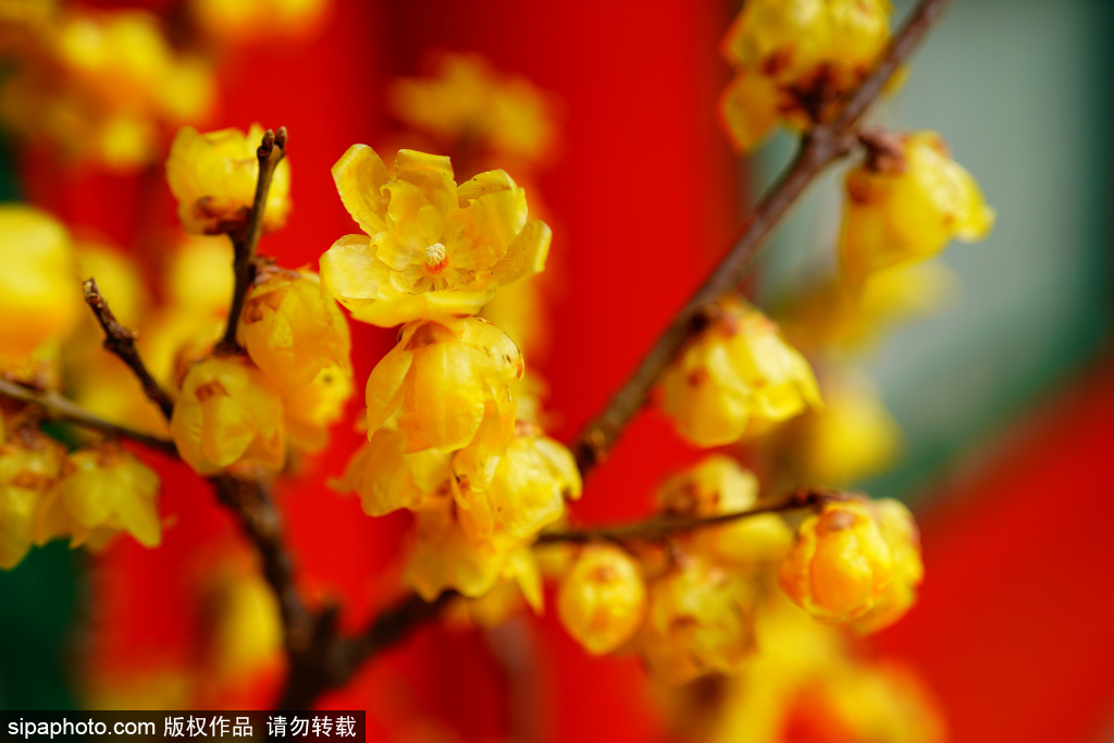 紫竹院公园蜡梅迎春绽放