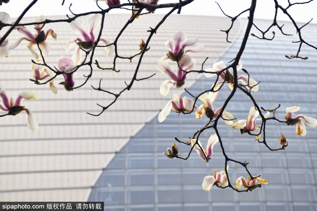 国家大剧院春日限定美景上线