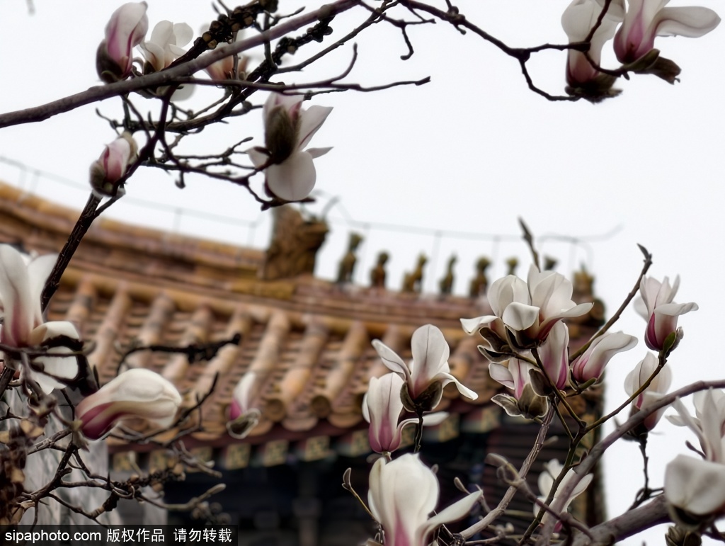 故宫角楼春日“限定皮肤”——红墙映玉兰