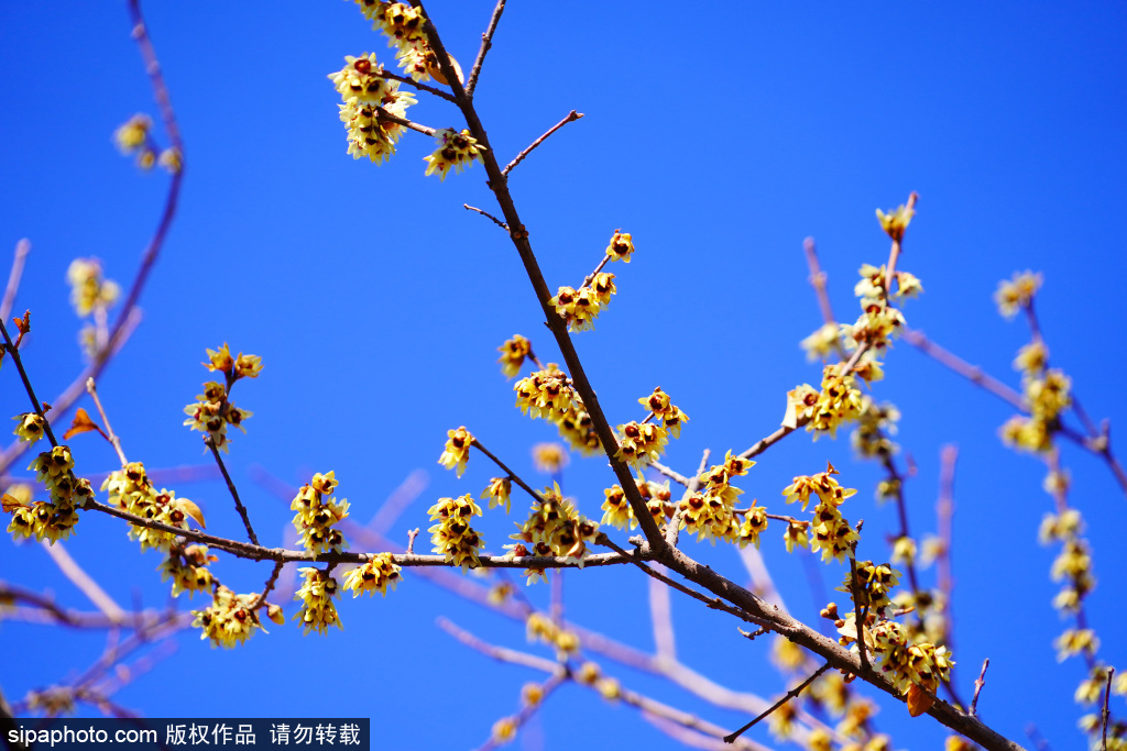 通教寺蜡梅花盛开，暗香浮动美景如画