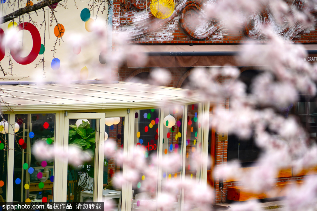 友谊花园桃花开，老建筑中增添春天的气息