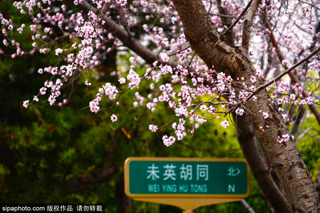 北京街头桃花盛开，尽显春日浪漫