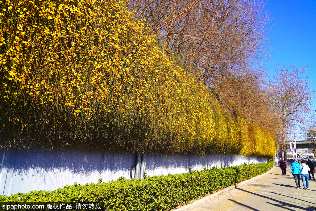 迎春花进入最佳观赏期，宛如金色瀑布成为街头亮眼风景