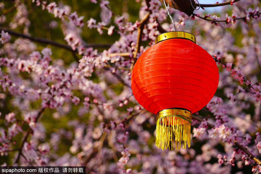 陶然亭公园春意浓，红灯笼与桃花相映成趣