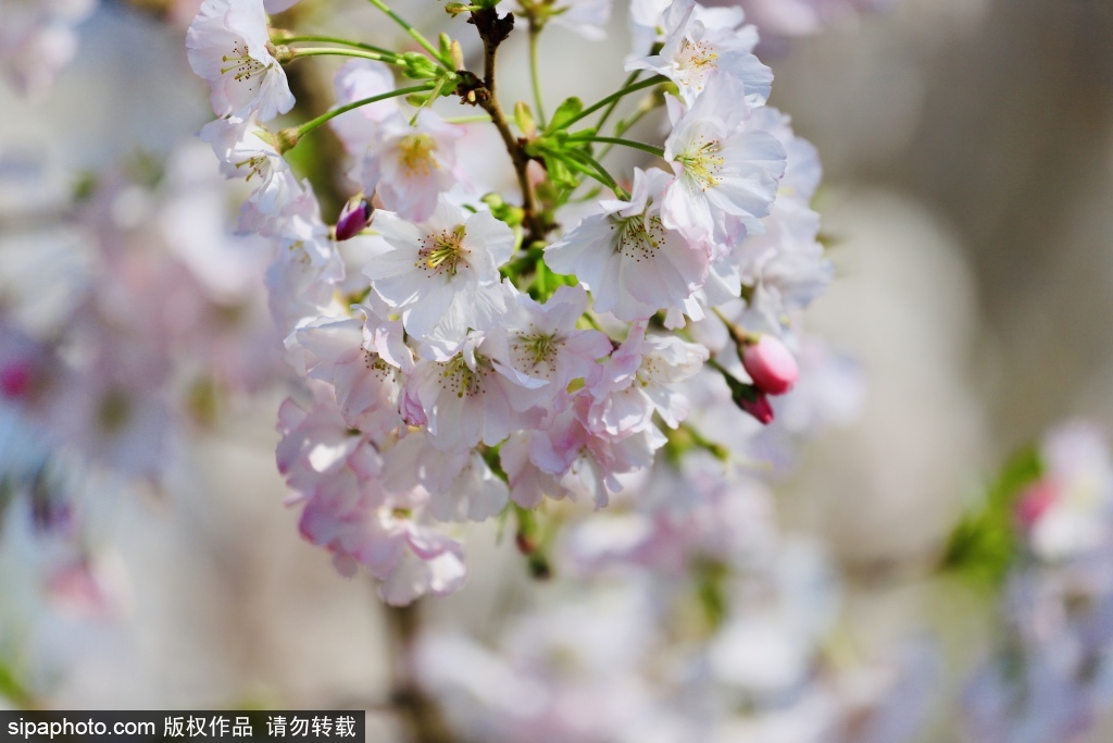 玉渊潭公园早樱山桃相映成趣