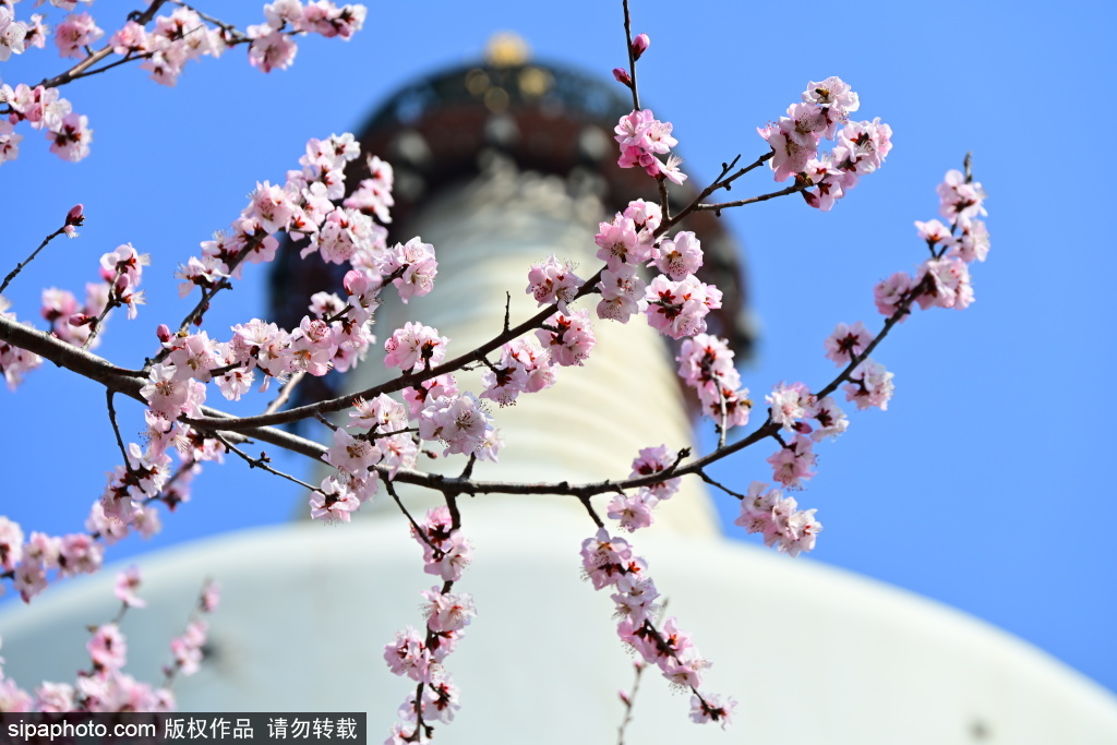 北海公园成春季赏花好去处
