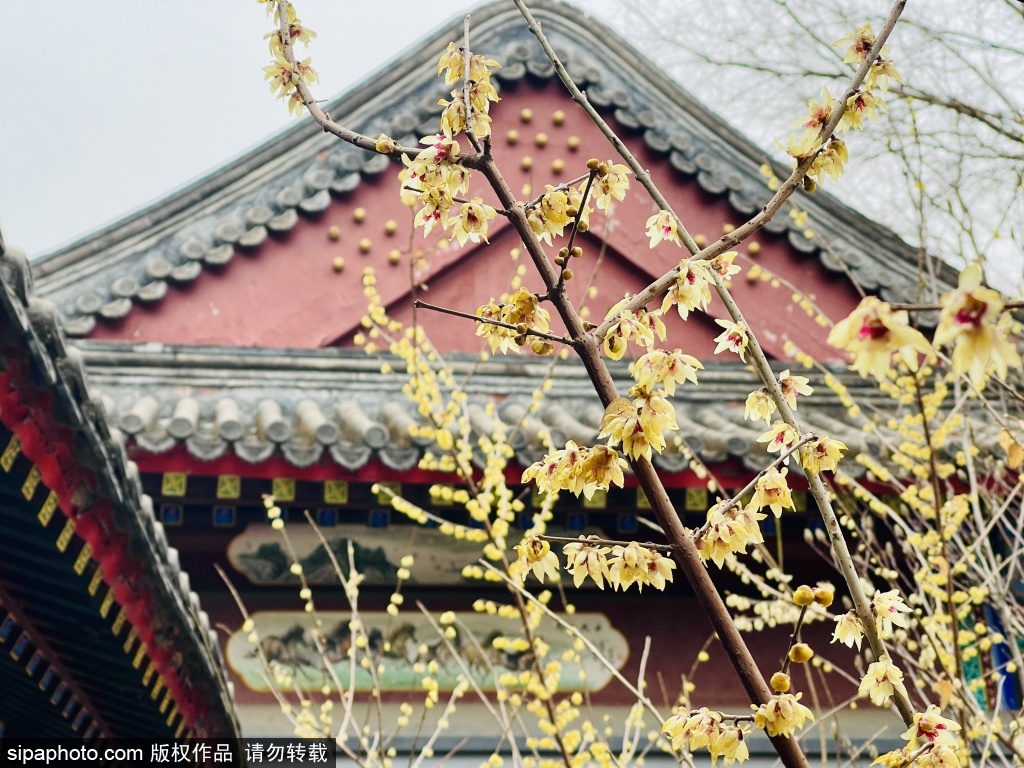 陶然春色花开迎春