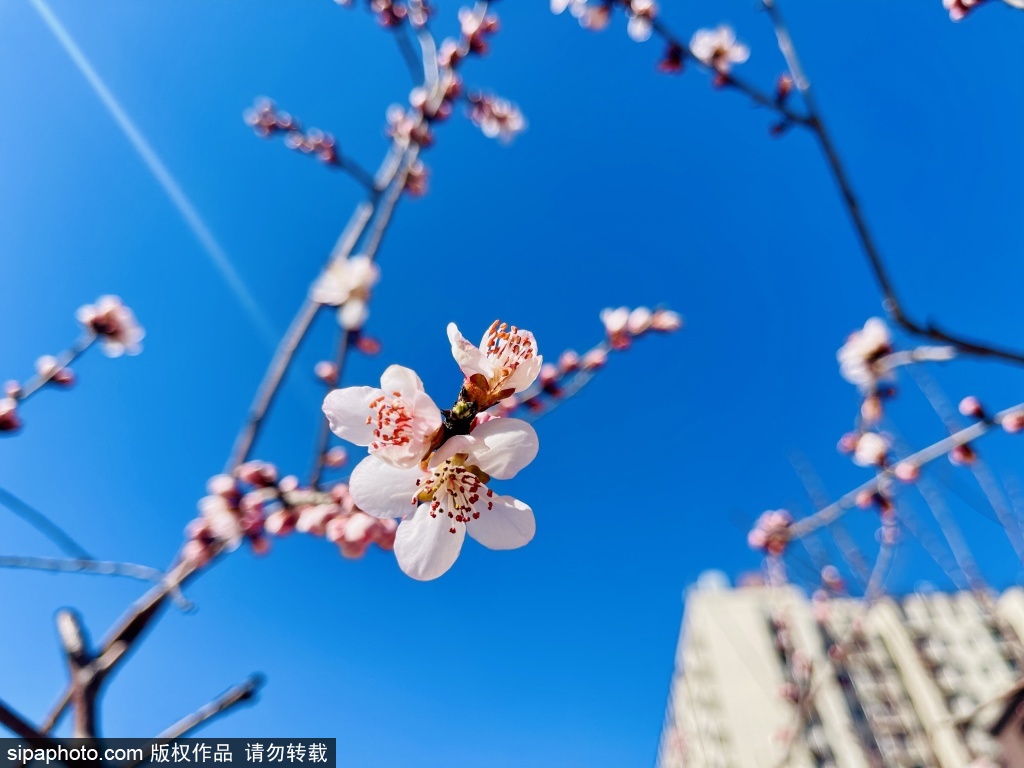 街头逢春，山桃映晴空