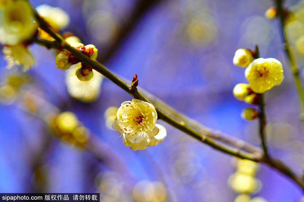 明城墙遗址公园“梅中花魁”绿萼梅迎来观赏期