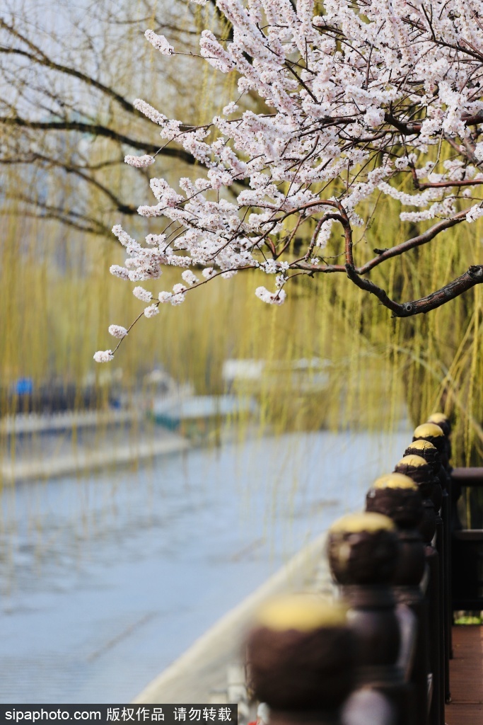 南护城河畔滨水步道山桃花开