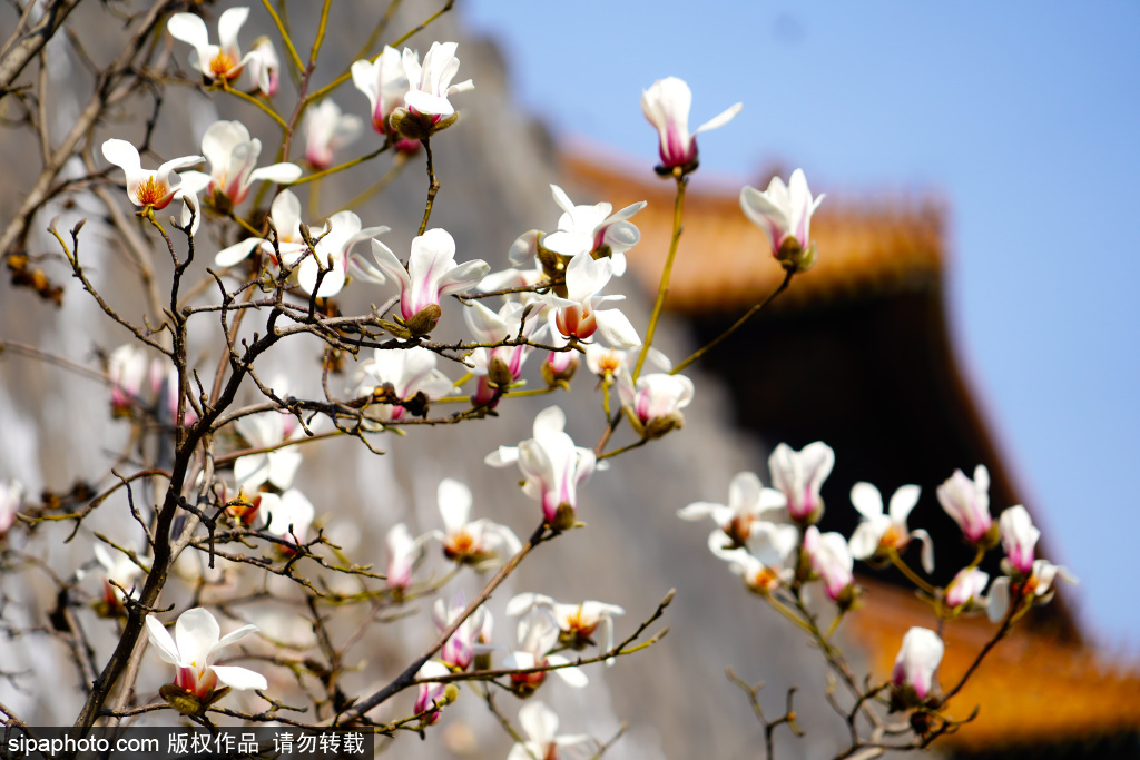 故宫东华门玉兰花开